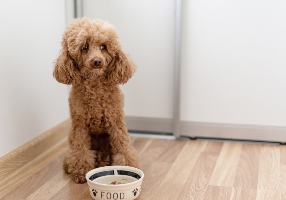 dog won't eat