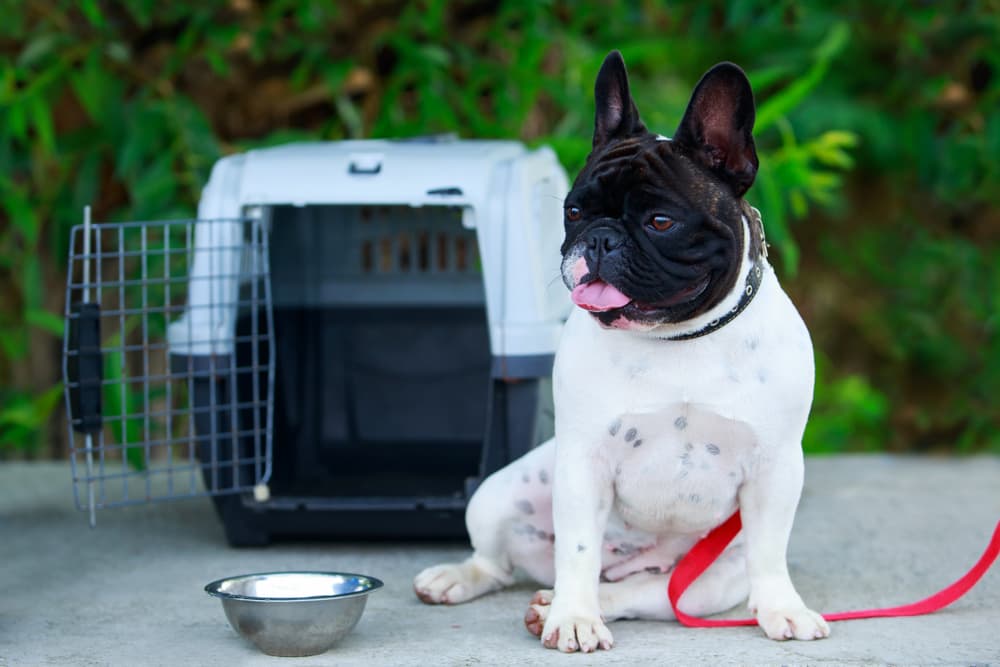 French Bulldog near crate