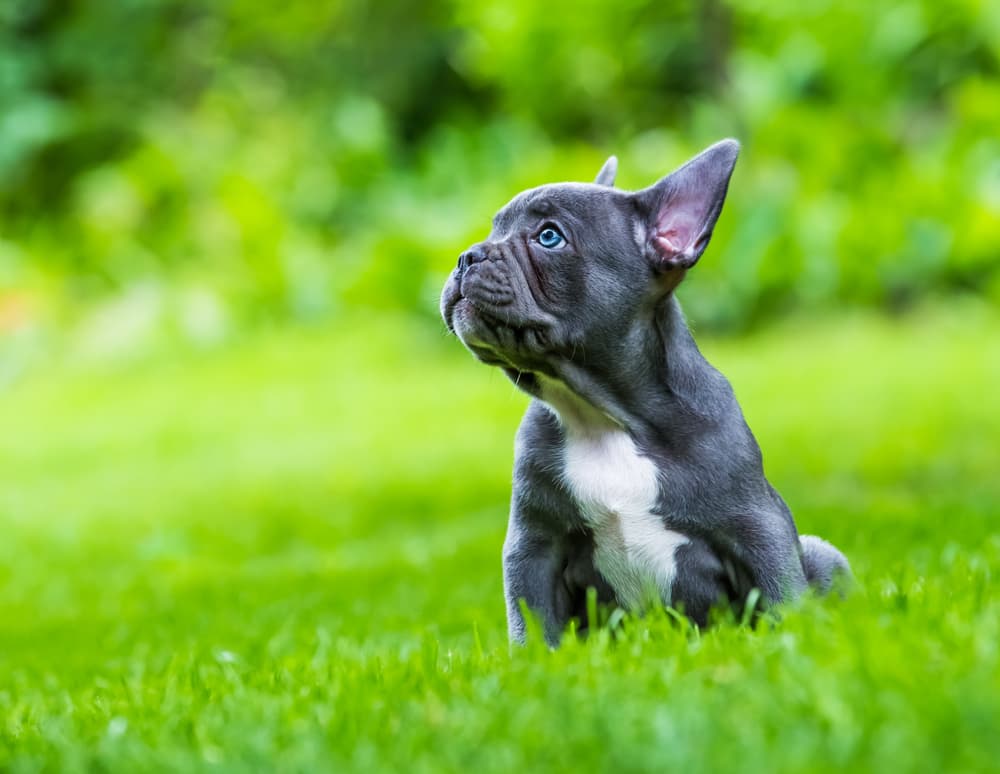 French Bulldog puppy outside