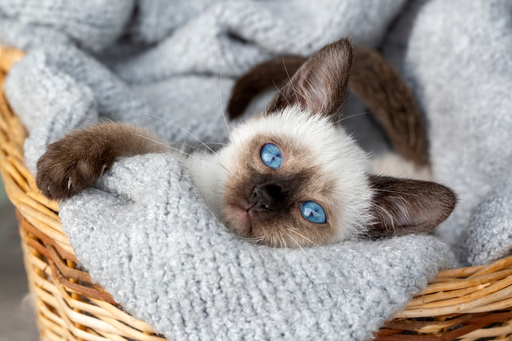 Siamese kitten in basket