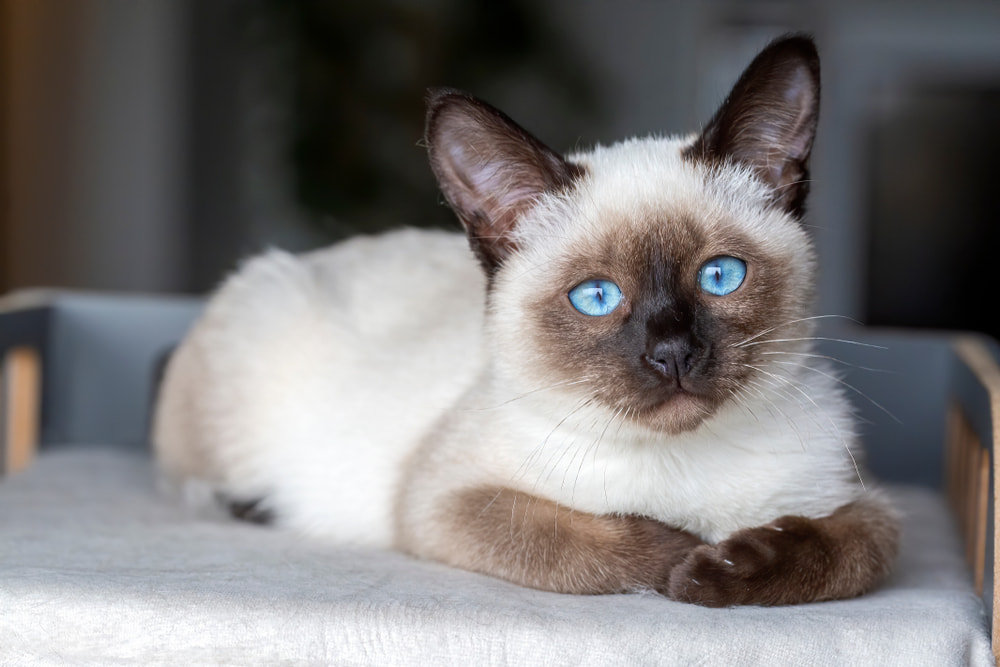 Siamese kitten resting