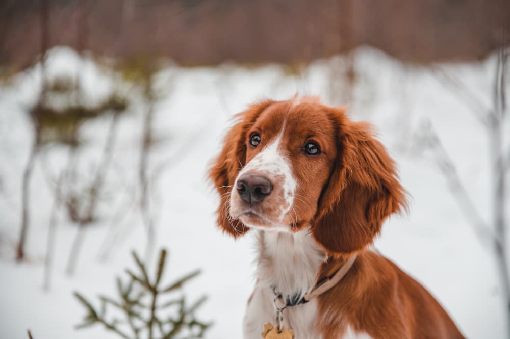 What Temperature Is Too Cold for Dogs?
