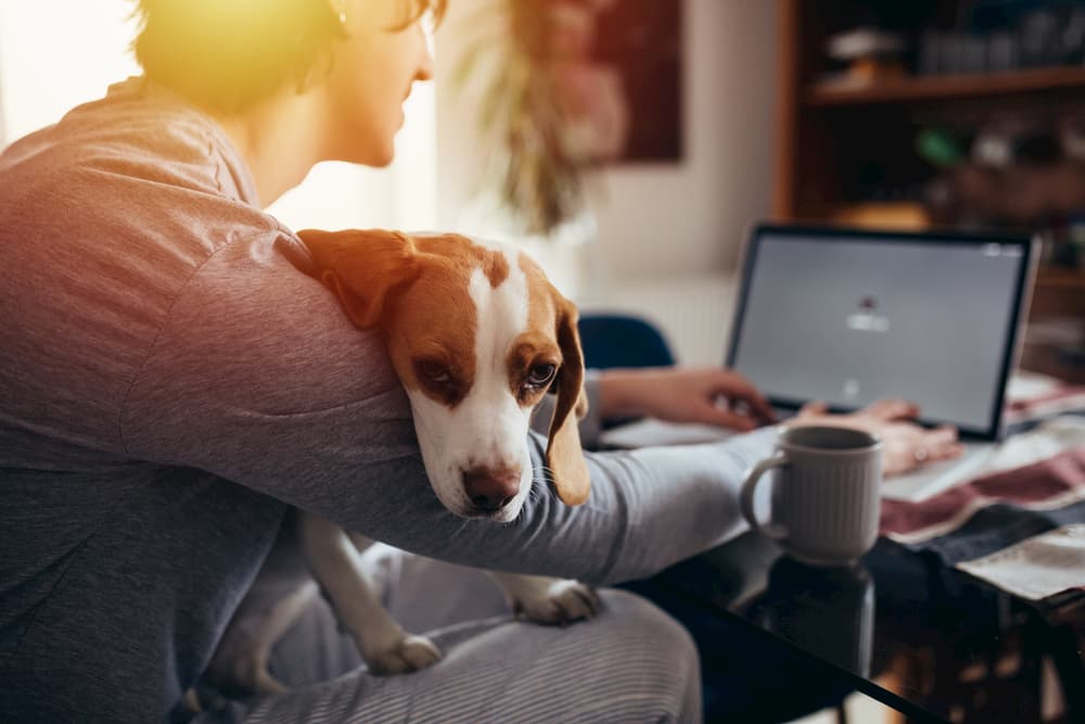 dog on owner's lap at table