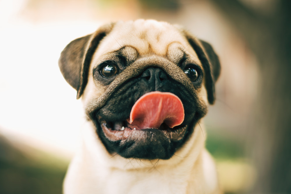 Pug dog with tongue out