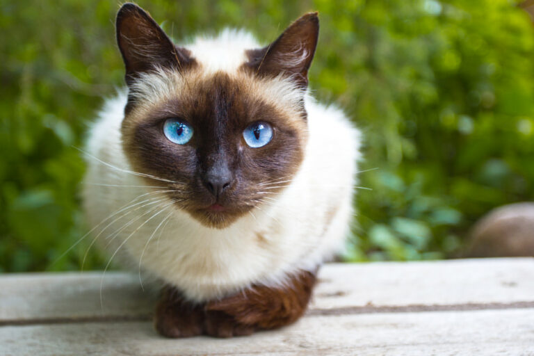 Siamese cat outside on table