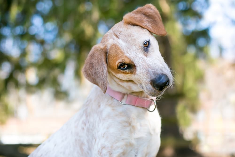 Dog head tilt looking to camera