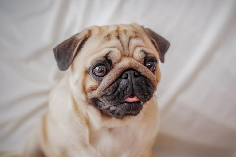 Pug with tongue out