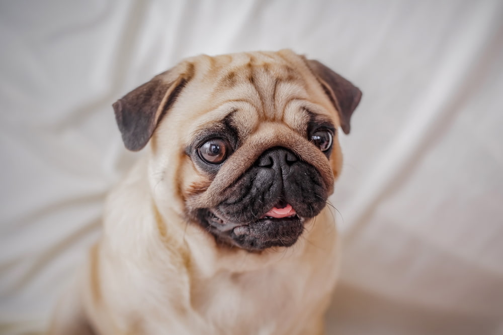 Pug
