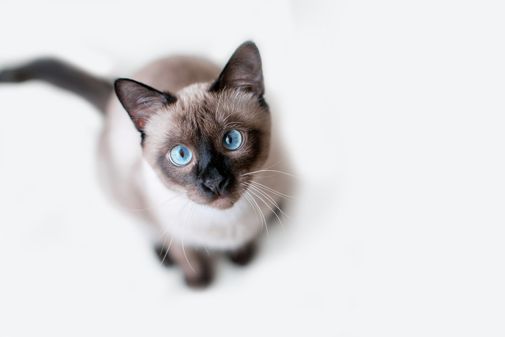 Rescued Siamese cat