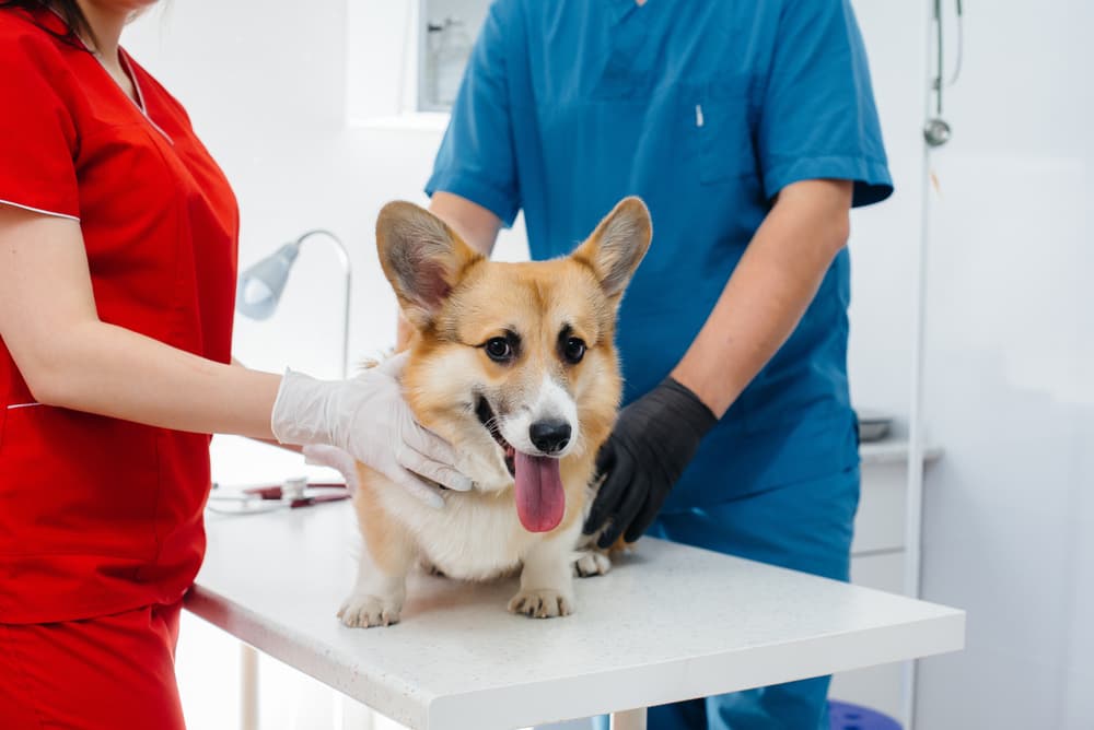 Corgi at the veterinarian