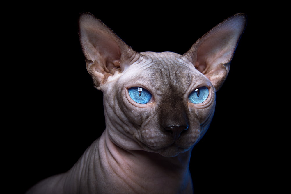 Cat with blue eyes
