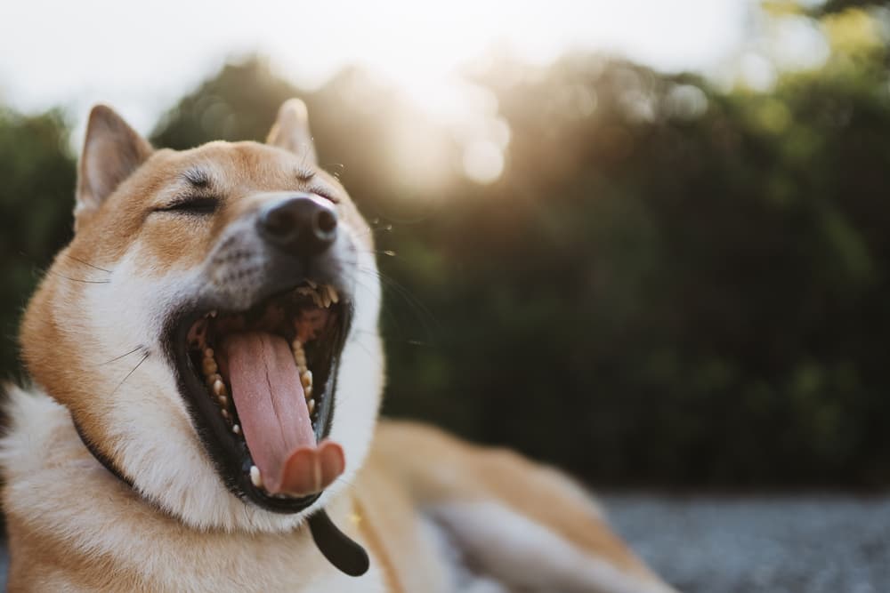 Dog yawning outside