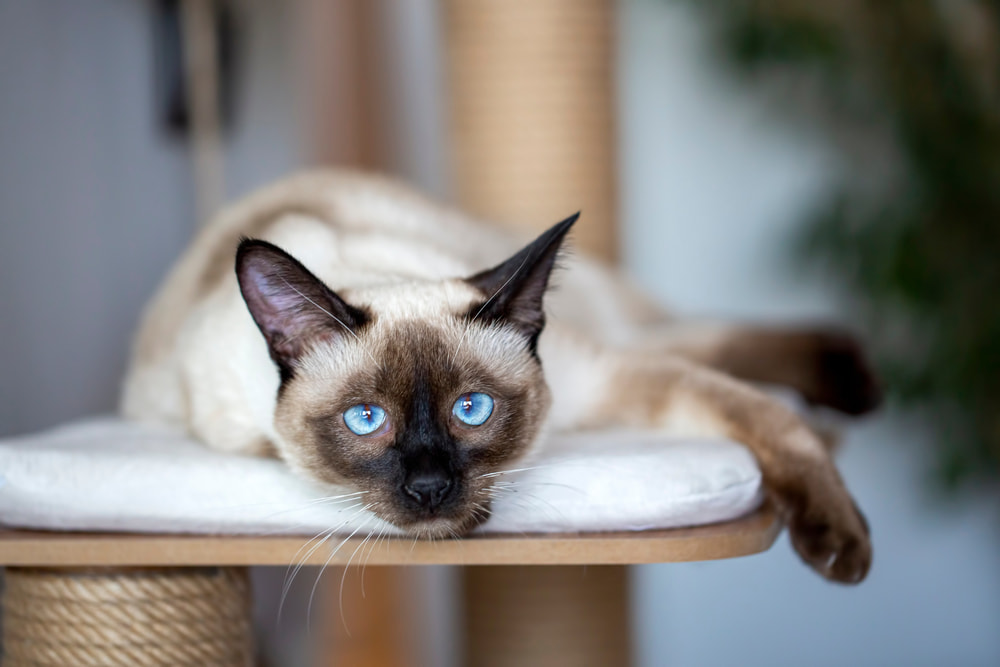 Tired Siamese cat on cat tree