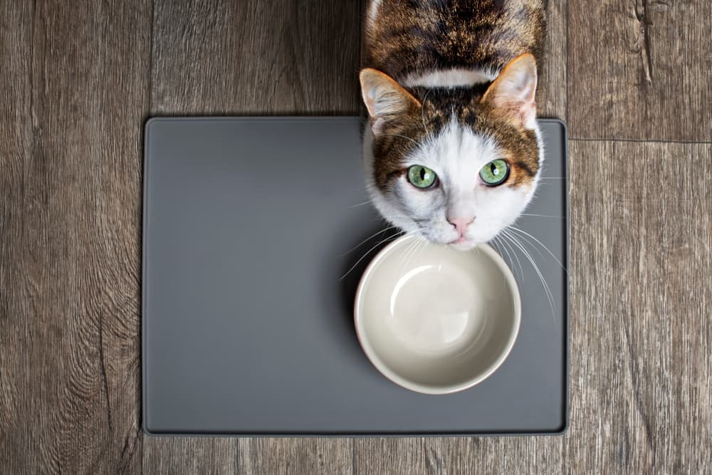 Hungry cat looking at camera