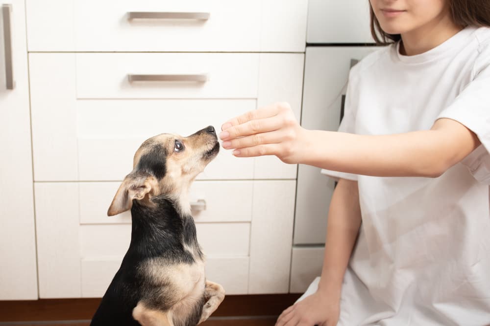 5 Myths Behind Probiotics for Dogs and Cats