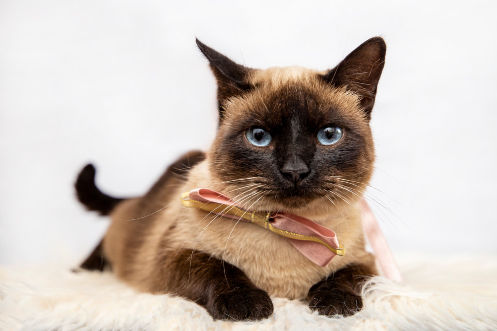 Siamese cat with bow