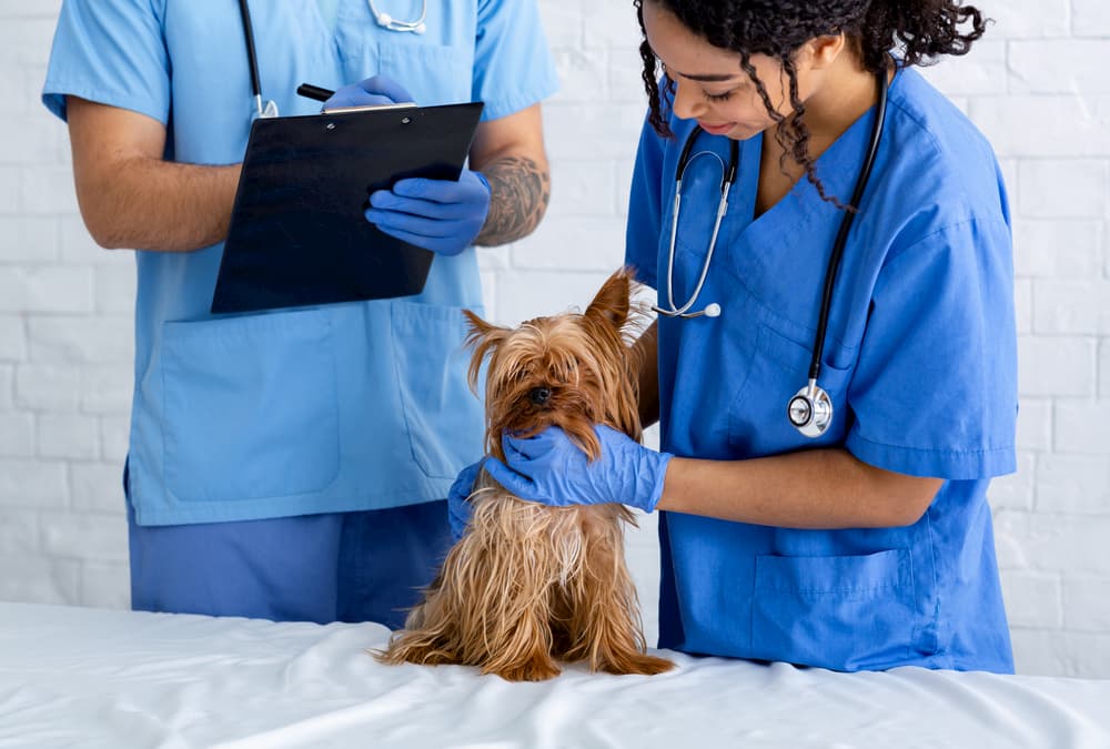 vet examines dog