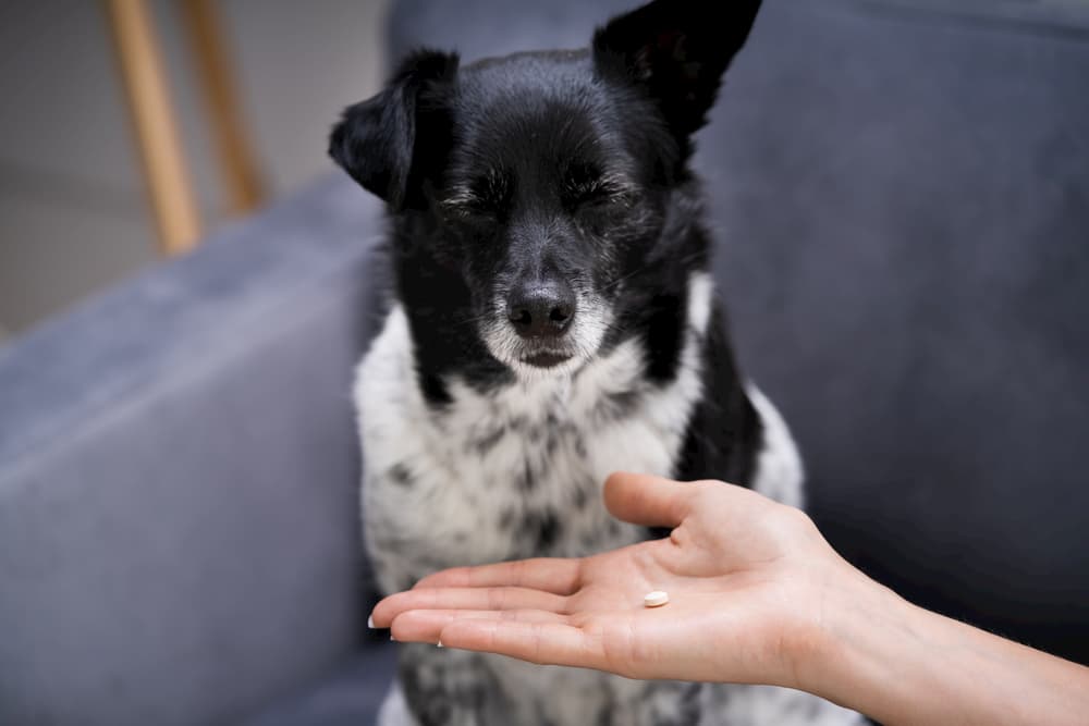 Chlorpheniramine for Dogs