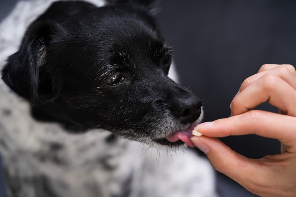 Woman giving dog medication
