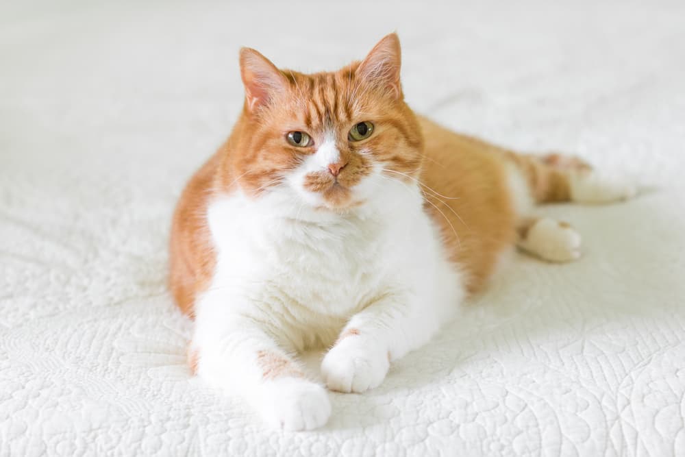 Orange and white chubby cat
