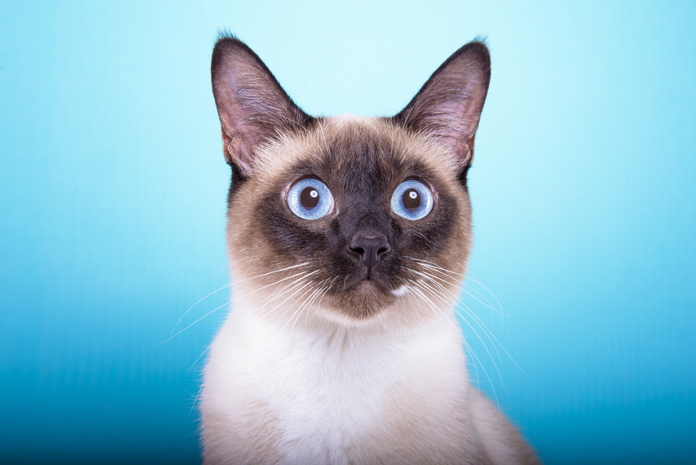 Siamese on blue background