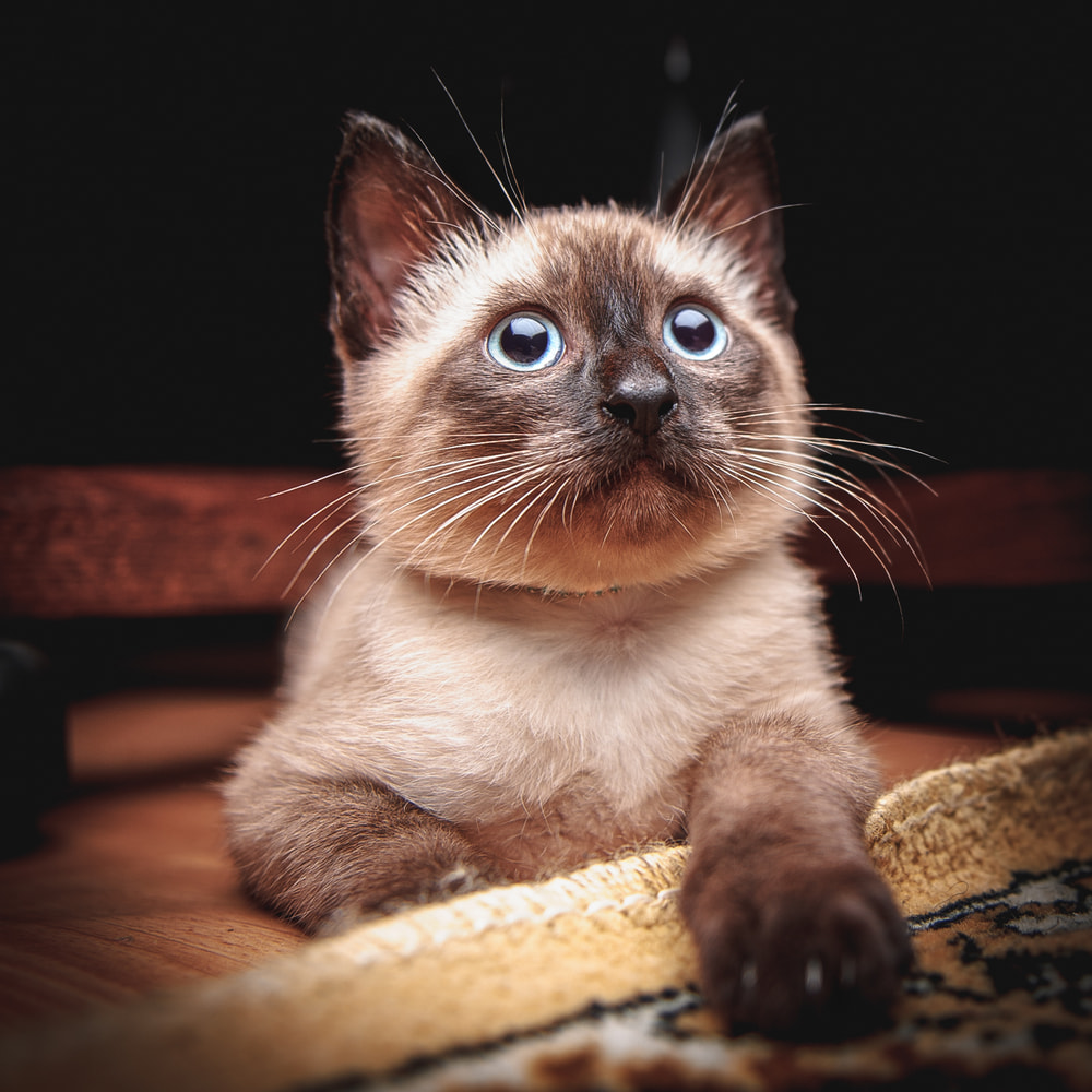 Siamese kitten