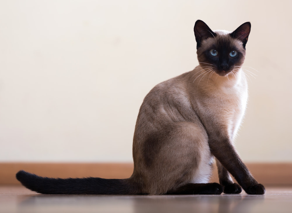 Siamese cat sitting