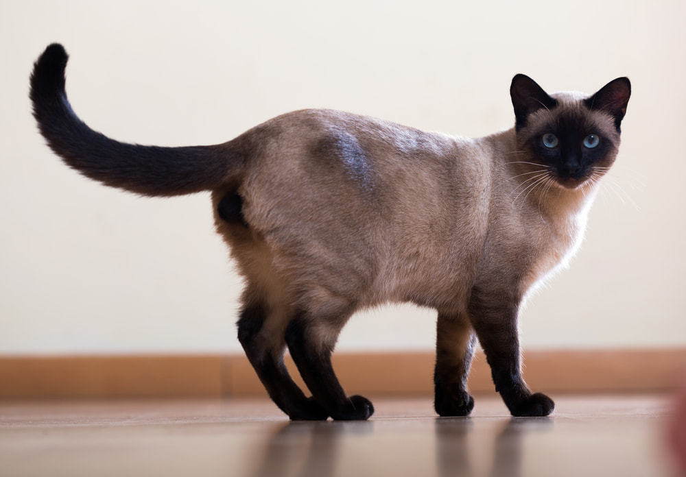 Siamese cat with tail up