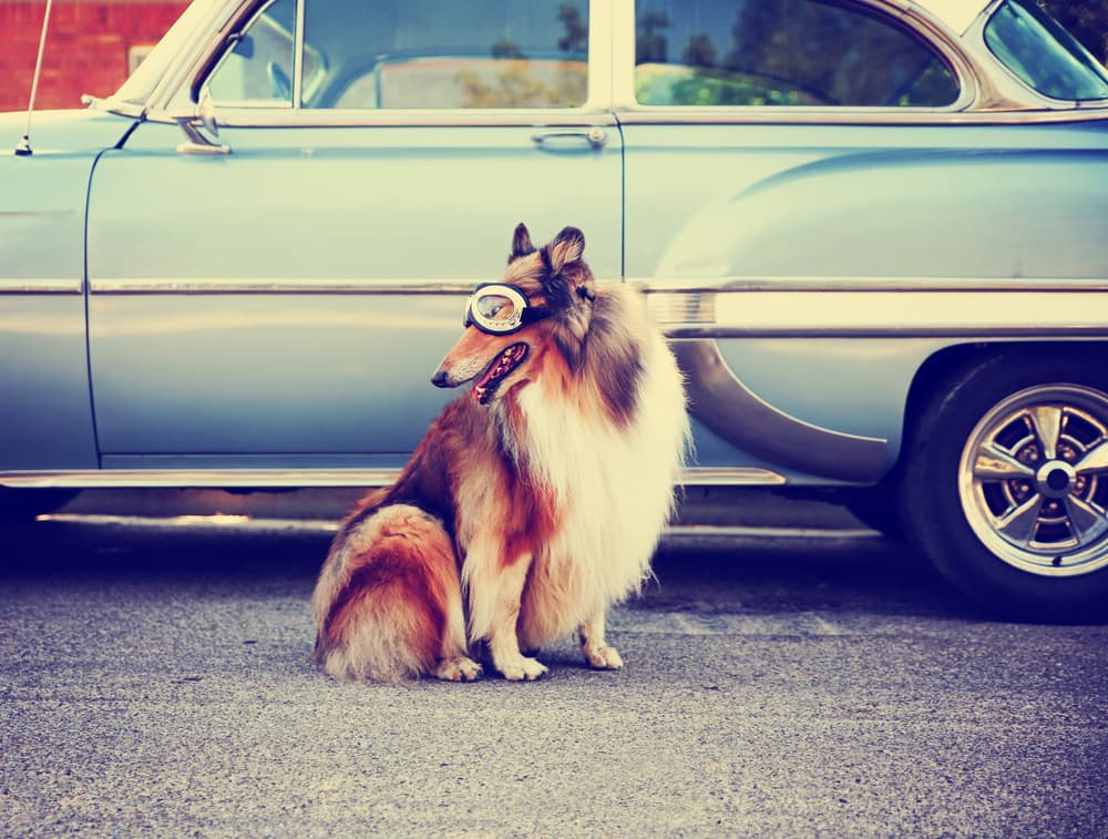 Collie in front of retro car