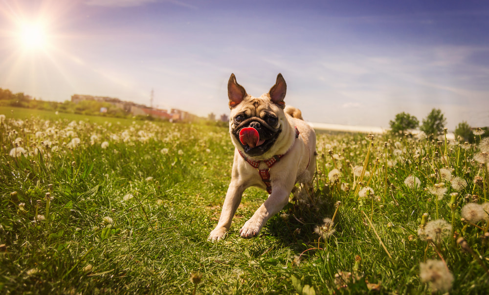Pug running in flowers