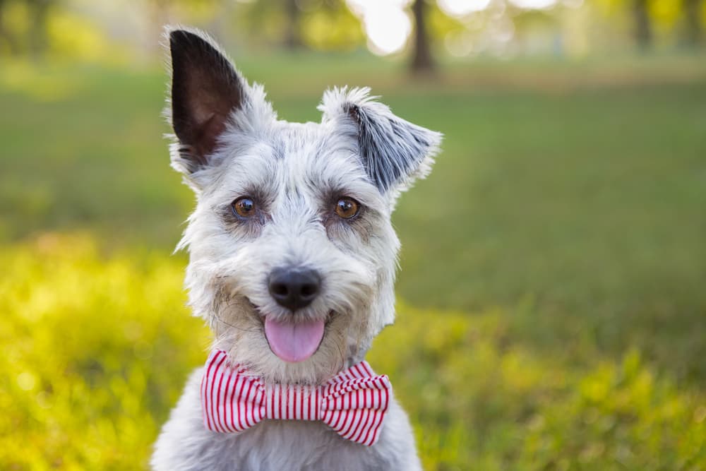 Dog wearing a bowtie