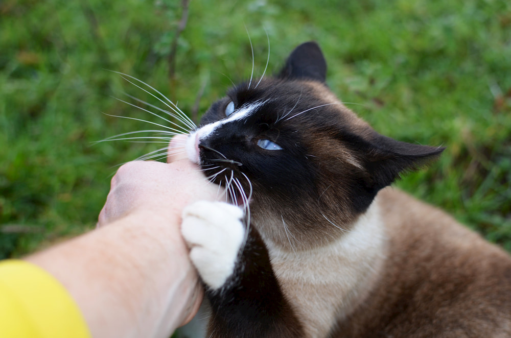 Cat biting her owner