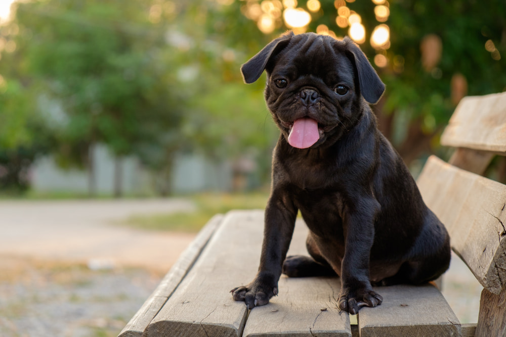 Black pug puppy outside
