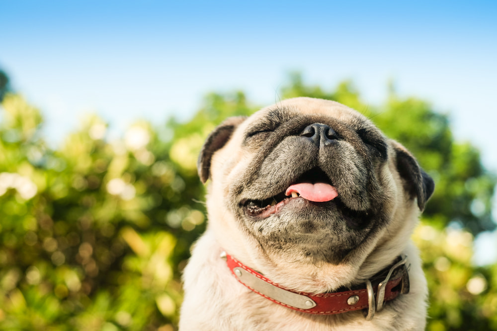 Pug dog smiling outside