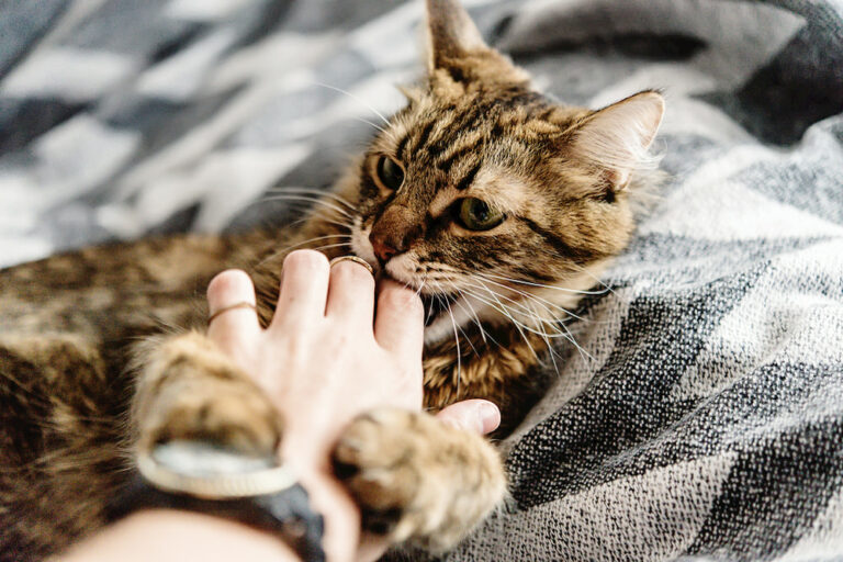 Cat biting person on hand