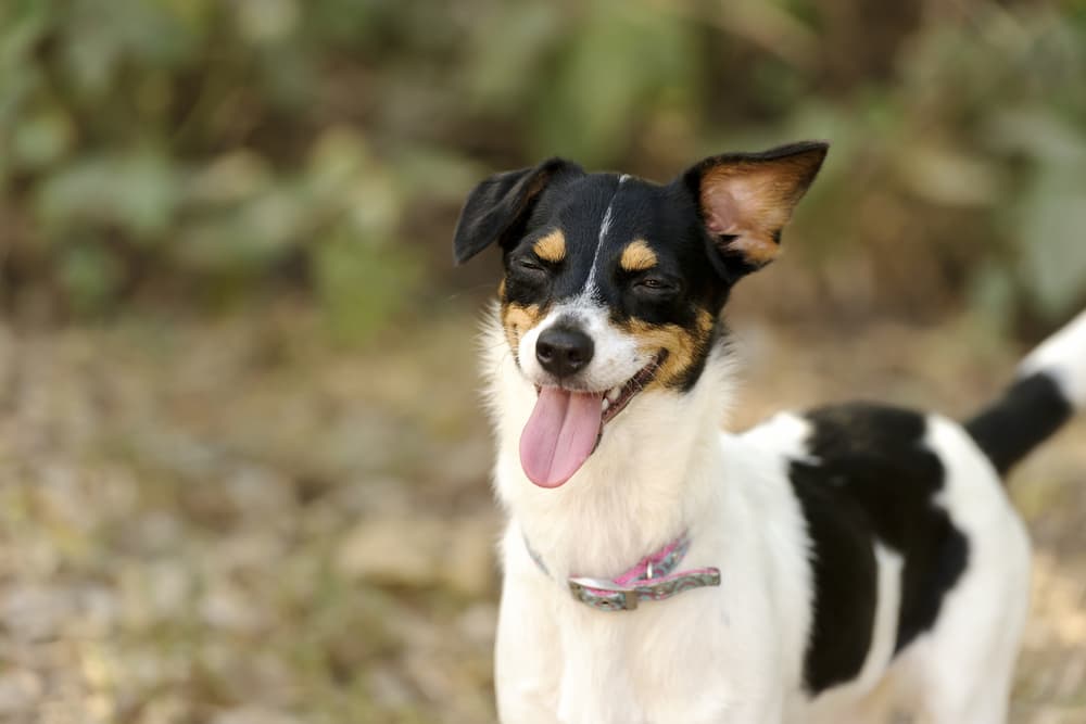 6 Weird Dog Behaviors Explained