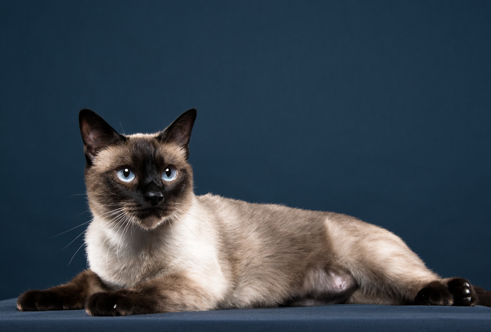 Siamese cat on blue background