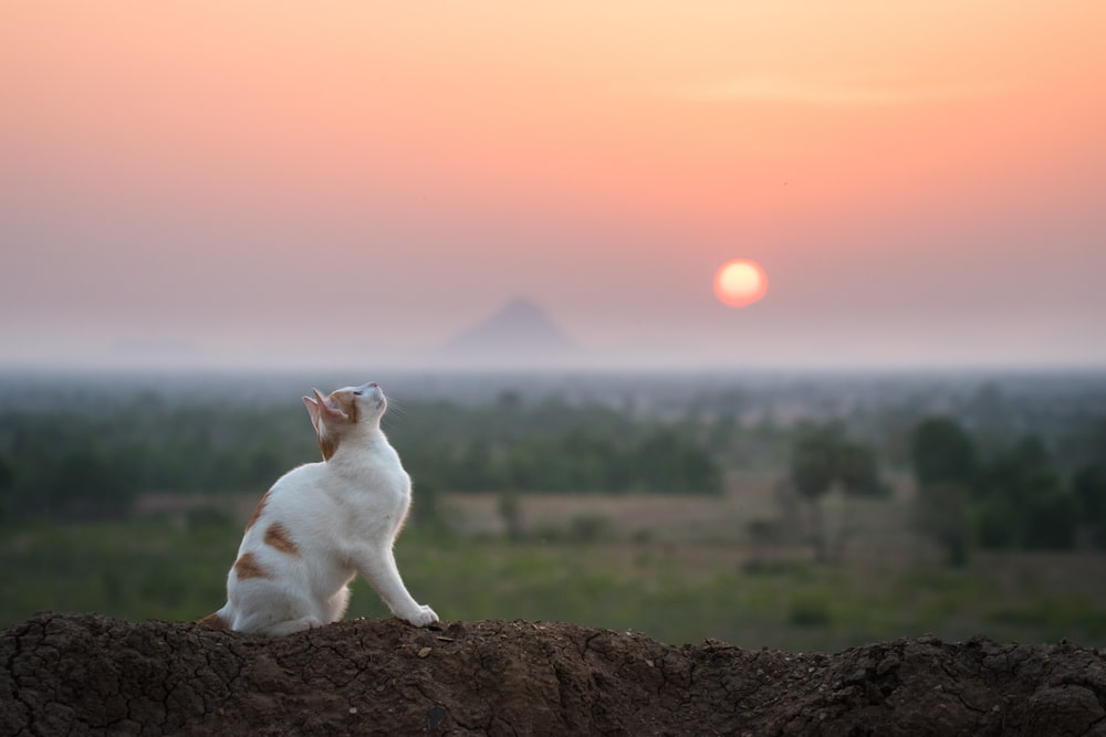 125 Egyptian Cat Names Inspired By Ancient Times
