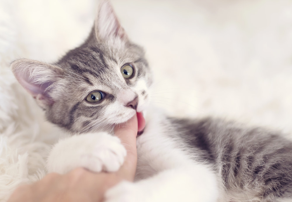 Cat giving woman a love bite