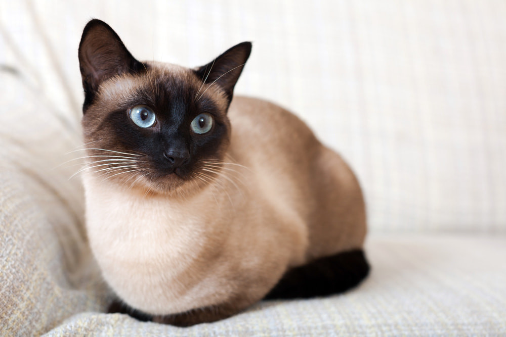 Siamese cat on sofa