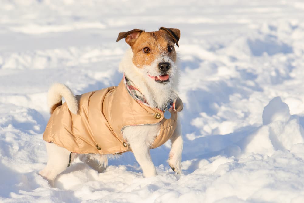 Dog bundled up in the snow wearing a jacket