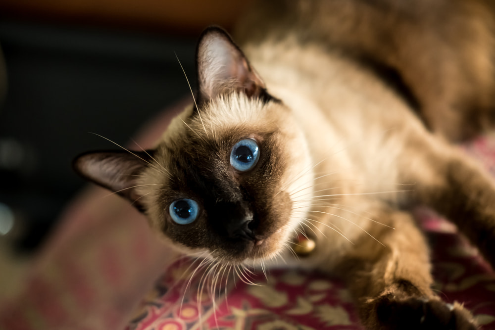 Siamese cat playing