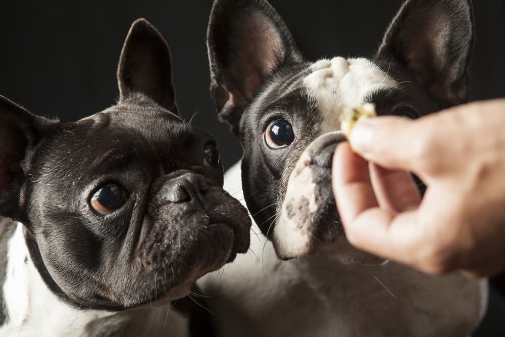 Giving training treat to French Bulldogs
