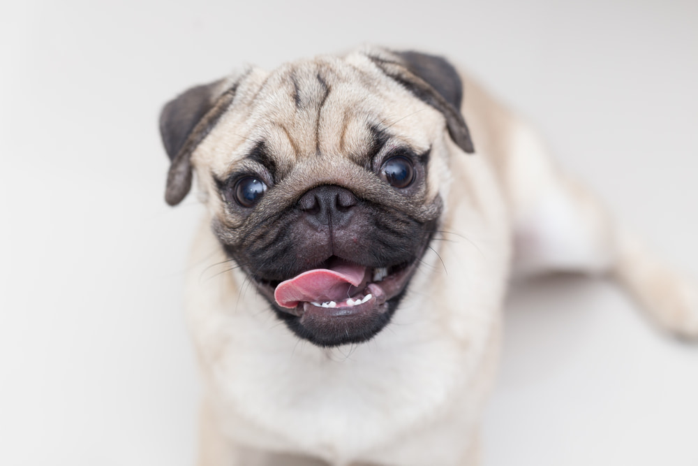 Smiling pug dog