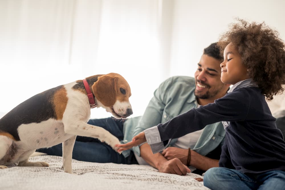 family plays with dog