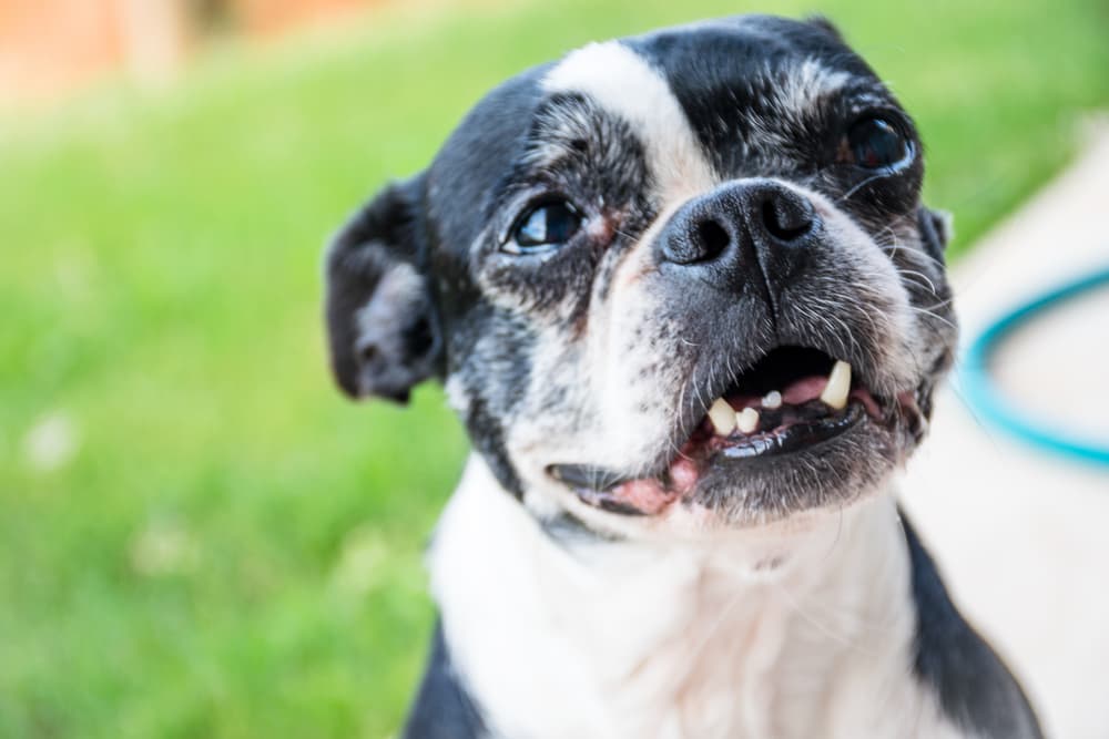 Funny old dog smiling