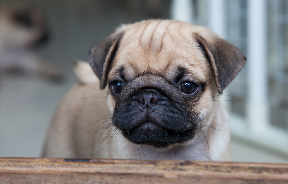 Sweet pug puppy