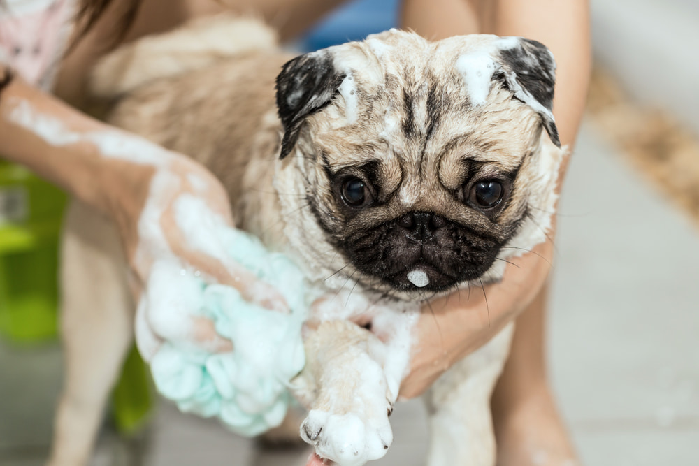 Pug getting a bath