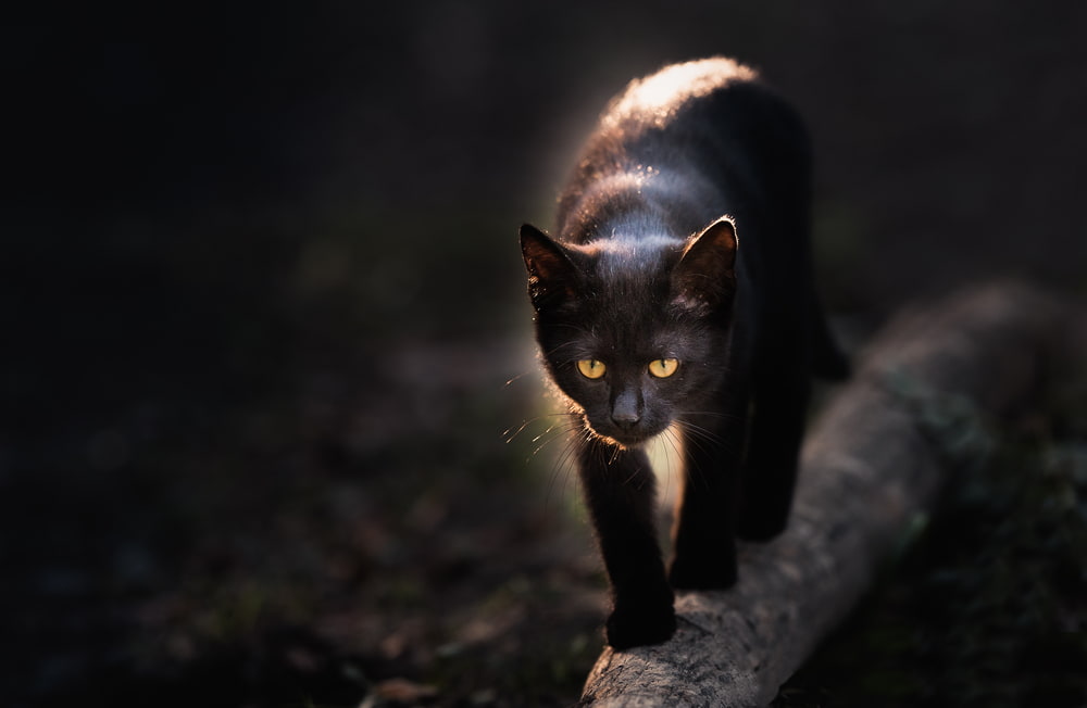 Black cat walking on log