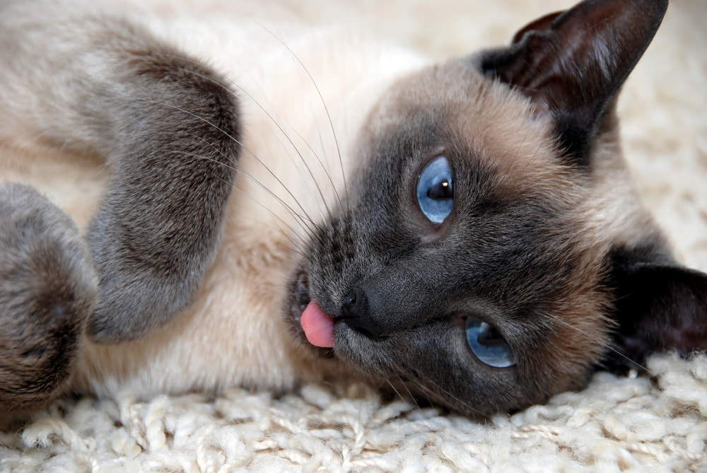 Cat sticking her tongue out